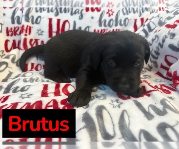 Medium Photo #2 Labrador Retriever Puppy For Sale in FAYETTEVILLE, OH, USA