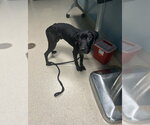 Small Labrador Retriever Mix