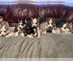 Small Photo #4 Siberian Husky Puppy For Sale in TRIMBLE, MO, USA