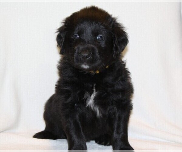 Medium Photo #1 Golden Newfie Puppy For Sale in HOLLYWOOD, MD, USA