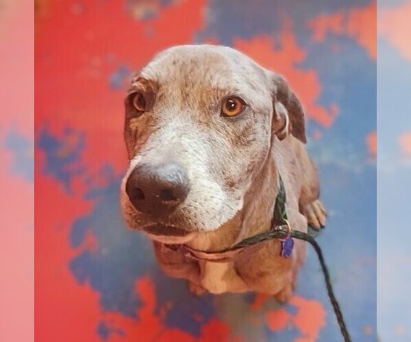 Medium Photo #3 Catahoula Leopard Dog-Labrador Retriever Mix Puppy For Sale in Vail, AZ, USA