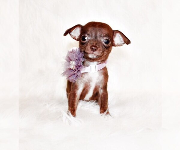 Medium Photo #105 Chihuahua Puppy For Sale in CHARLESTON, AR, USA