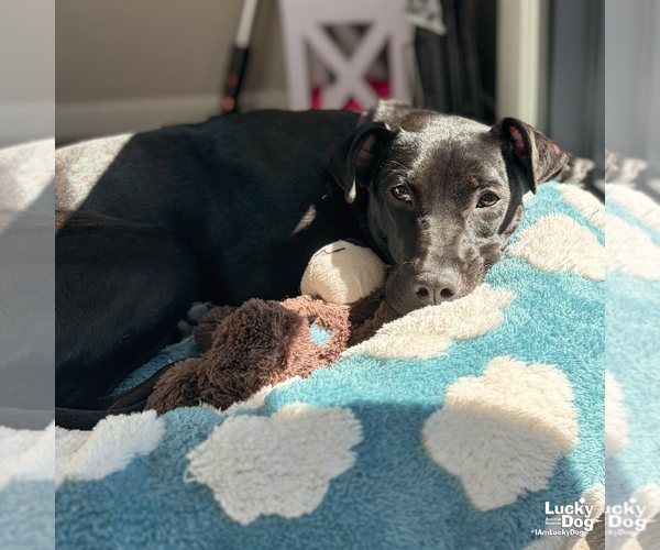 Medium Photo #13 Labrador Retriever-Unknown Mix Puppy For Sale in Washington, DC, USA