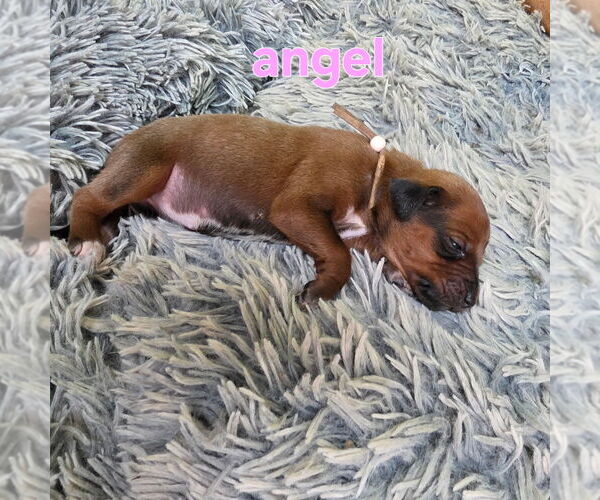 Medium Photo #4 Rhodesian Ridgeback Puppy For Sale in YOUNGWOOD, PA, USA