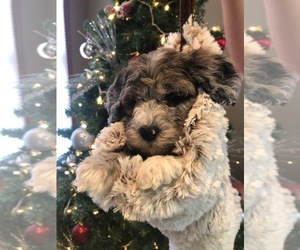 Sheepadoodle Puppy for sale in CRESTON, OH, USA