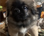 Puppy Anna Pekingese