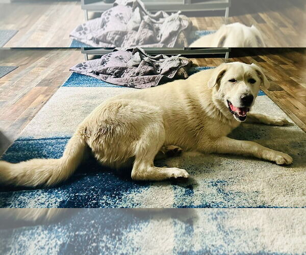 Medium Photo #2 Great Pyrenees Puppy For Sale in Bountiful, UT, USA