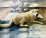 Small #1 Great Pyrenees