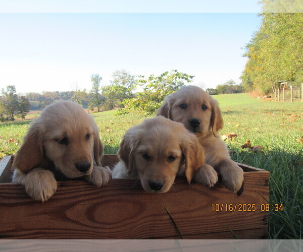 Medium Photo #3 Golden Retriever Puppy For Sale in SINGERS GLEN, VA, USA