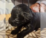 Puppy Puppy 1 all bl Schnauzer (Miniature)