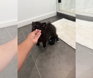 Pomeranian Puppy for sale in DEL VALLE, TX, USA