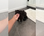 Small Pomeranian