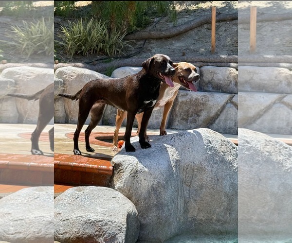 Medium Photo #15 Labrador Retriever-Unknown Mix Puppy For Sale in San Diego, CA, USA