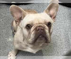 French Bulldog Dogs for adoption in Orange, CA, USA