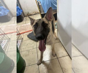 Huskies -Unknown Mix Dogs for adoption in El Centro, CA, USA