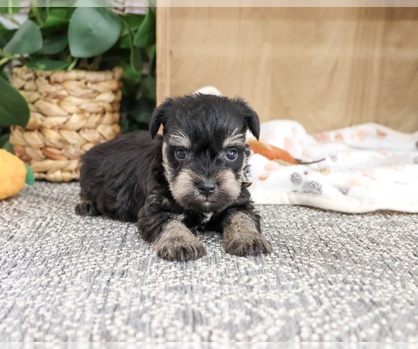 Medium Photo #3 Schnauzer (Miniature) Puppy For Sale in SYRACUSE, IN, USA