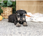 Small #2 Schnauzer (Miniature)
