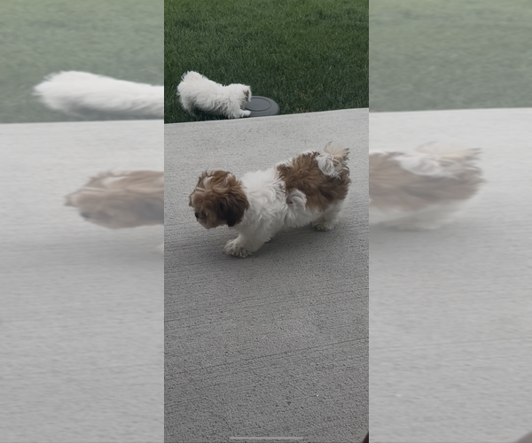 Medium Photo #3 ShihPoo Puppy For Sale in MEAD, CO, USA