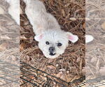Small #1 Maltese Mix