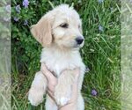 Small Photo #4 Bernedoodle Puppy For Sale in PLACERVILLE, CA, USA