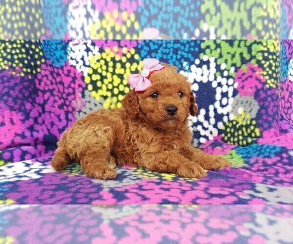 Medium Photo #4 Cavachon-Poodle (Toy) Mix Puppy For Sale in LANCASTER, PA, USA