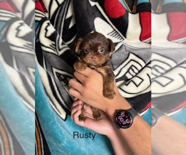 Medium Photo #19 Shorkie Tzu Puppy For Sale in SCOTTSDALE, AZ, USA