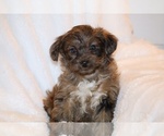 Small #6 Yorkiepoo mix (+ Poodle Toy)