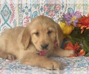 Golden Retriever Puppy for sale in LANCASTER, PA, USA