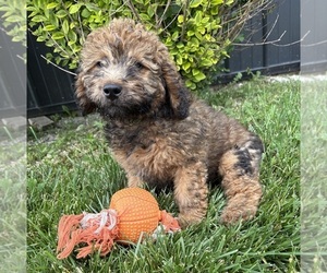 Whoodle (Miniature) Puppy for sale in MIDDLEBURY, IN, USA
