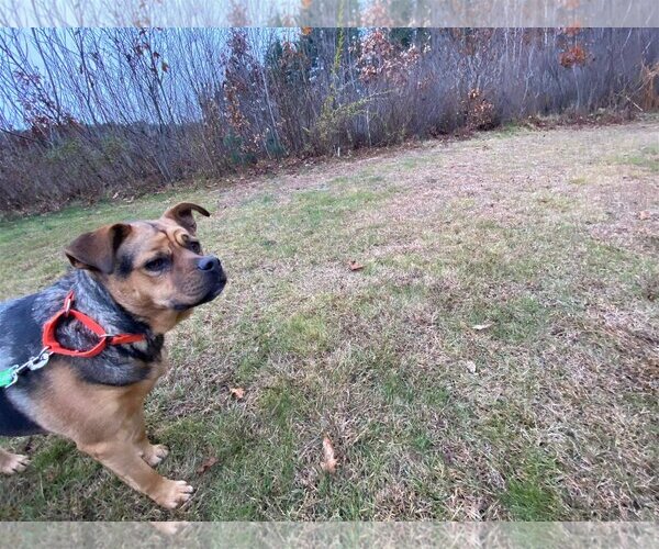 Medium Photo #9 Rottweiler-Unknown Mix Puppy For Sale in pomfret, CT, USA