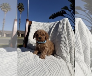 Goldendoodle mix (+ Poodle Miniature) Puppy for sale in CERES, CA, USA
