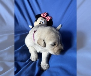 Golden Labrador Puppy for sale in LIVE OAK, FL, USA