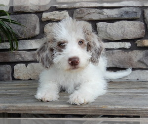 Miniature Labradoodle Puppy for sale in MILLERSBURG, OH, USA