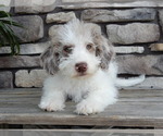 Image preview for Ad Listing. Nickname: Cooper