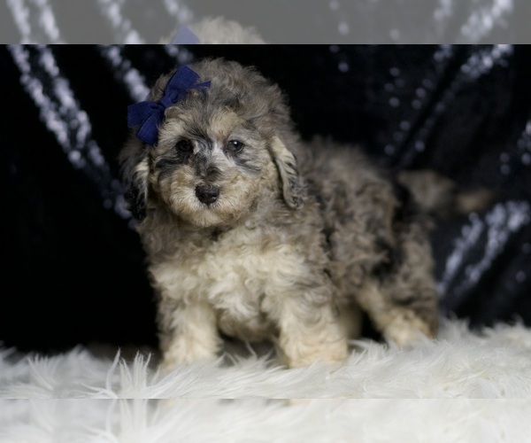 Medium Photo #6 Poodle (Toy) Puppy For Sale in WARSAW, IN, USA