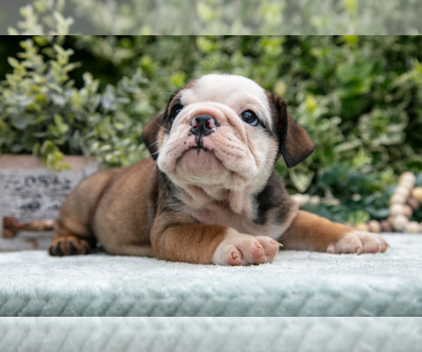 Medium Photo #7 English Bulldog Puppy For Sale in GORDONVILLE, PA, USA