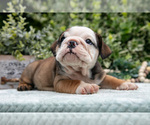 Small #2 English Bulldog