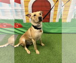 Small Labrador Retriever Mix