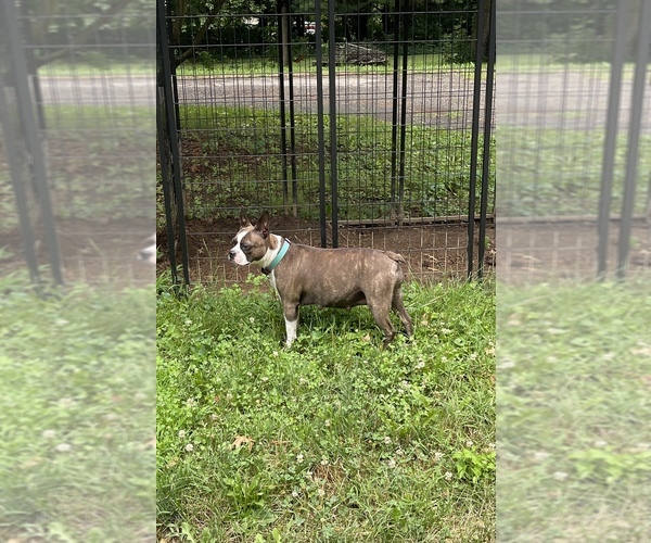 Medium Photo #1 Boston Terrier Puppy For Sale in HEATH, OH, USA