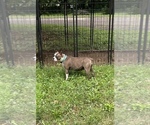Small Photo #1 Boston Terrier Puppy For Sale in HEATH, OH, USA