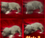 Small #4 American Pit Bull Terrier
