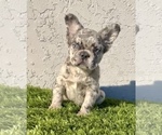 Small Photo #20 French Bulldog Puppy For Sale in CARLSBAD, CA, USA