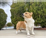 Small Photo #1 Australian Shepherd-Pembroke Welsh Corgi Mix Puppy For Sale in LANCASTER, CA, USA