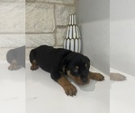 Small Photo #7 Rottweiler Puppy For Sale in FORT WORTH, TX, USA