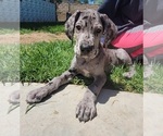Small #26 Great Dane
