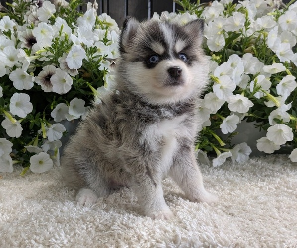 Medium Photo #7 Pomsky Puppy For Sale in GOSHEN, IN, USA