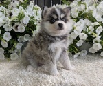 Small #6 Pomsky