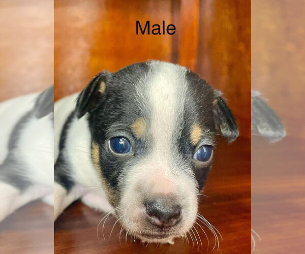 Medium Photo #2 Rat Terrier Puppy For Sale in WHITAKERS, NC, USA