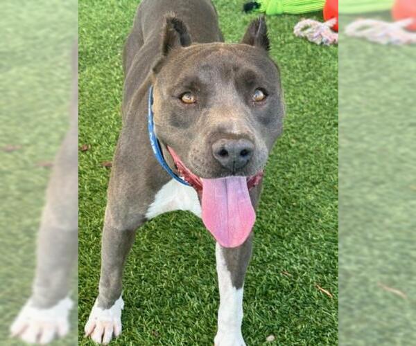 Medium Photo #2 American Pit Bull Terrier Puppy For Sale in Henderson, NV, USA