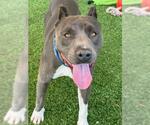 Small #1 American Pit Bull Terrier